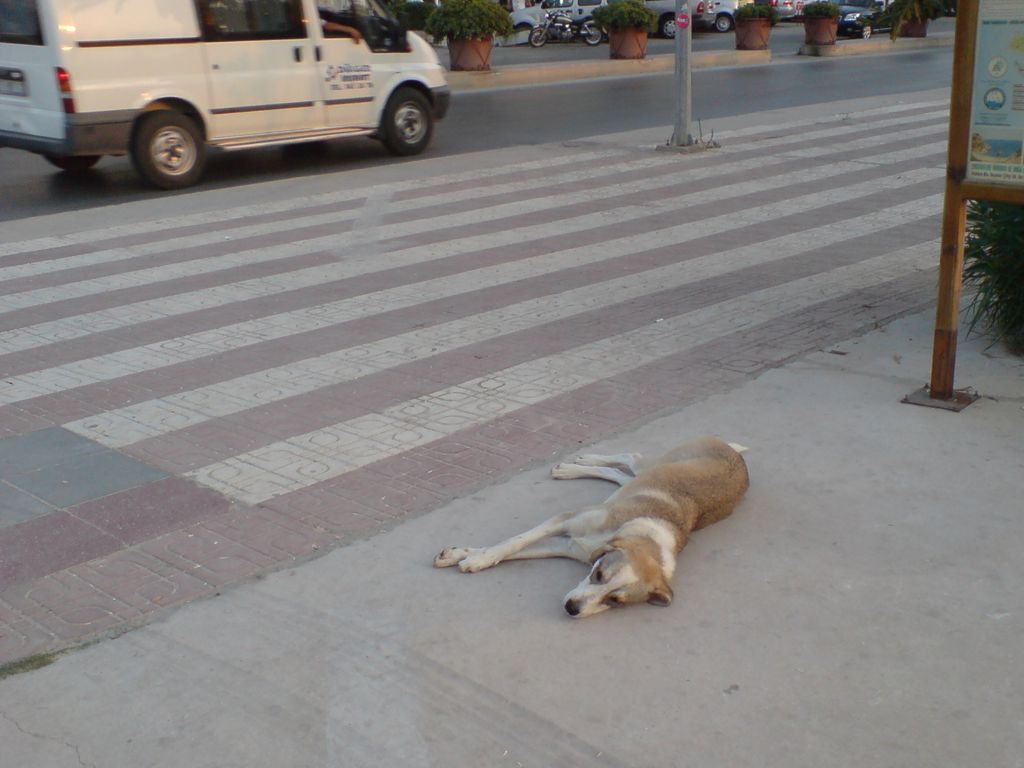DSC00504.JPG
