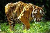 tigre.jpg tigre.jpg