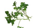 water cress