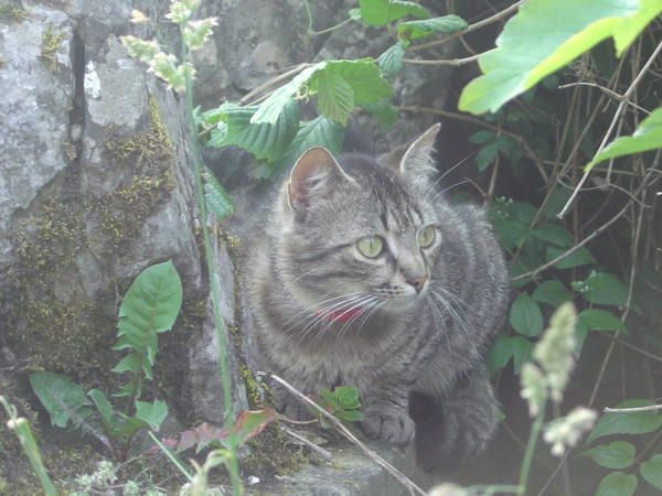 photo de chat tigré gris