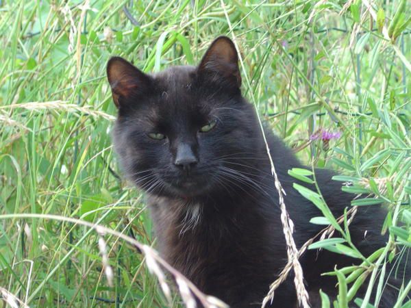 photo de chat noir