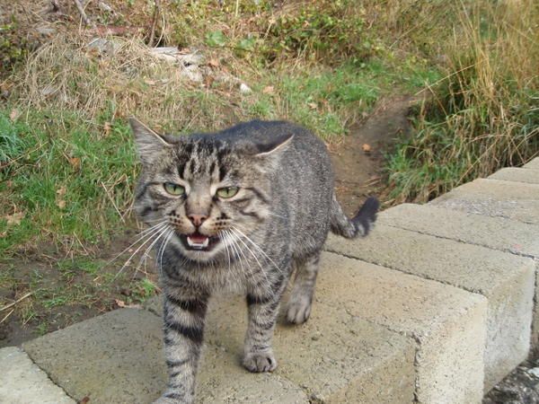 Je vais te croquer !!! photo : chat