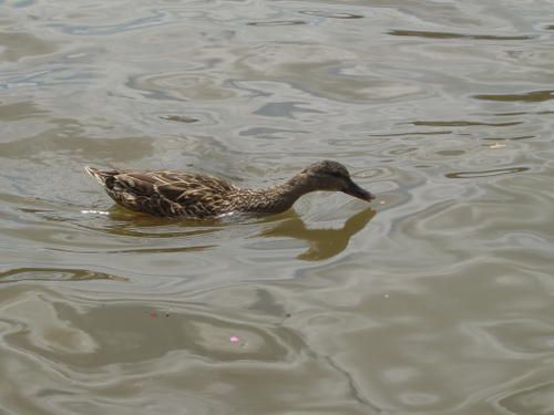 Canard sur la Meuse, à Namur photo : canard