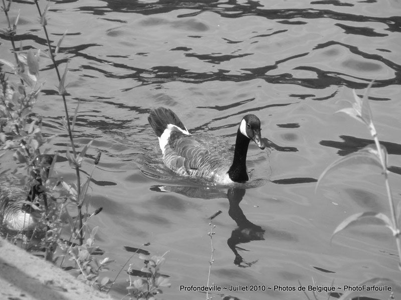 bord-de-meuse-profondeville-photofarfouille-noir-blanc