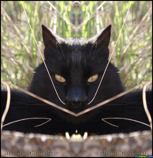 mutant-chat-noir-photofarfouille