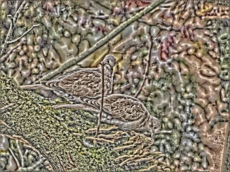 pigeons-marie-photofarfouille