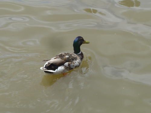 Canard sur la Meuse à Namur photo:canard