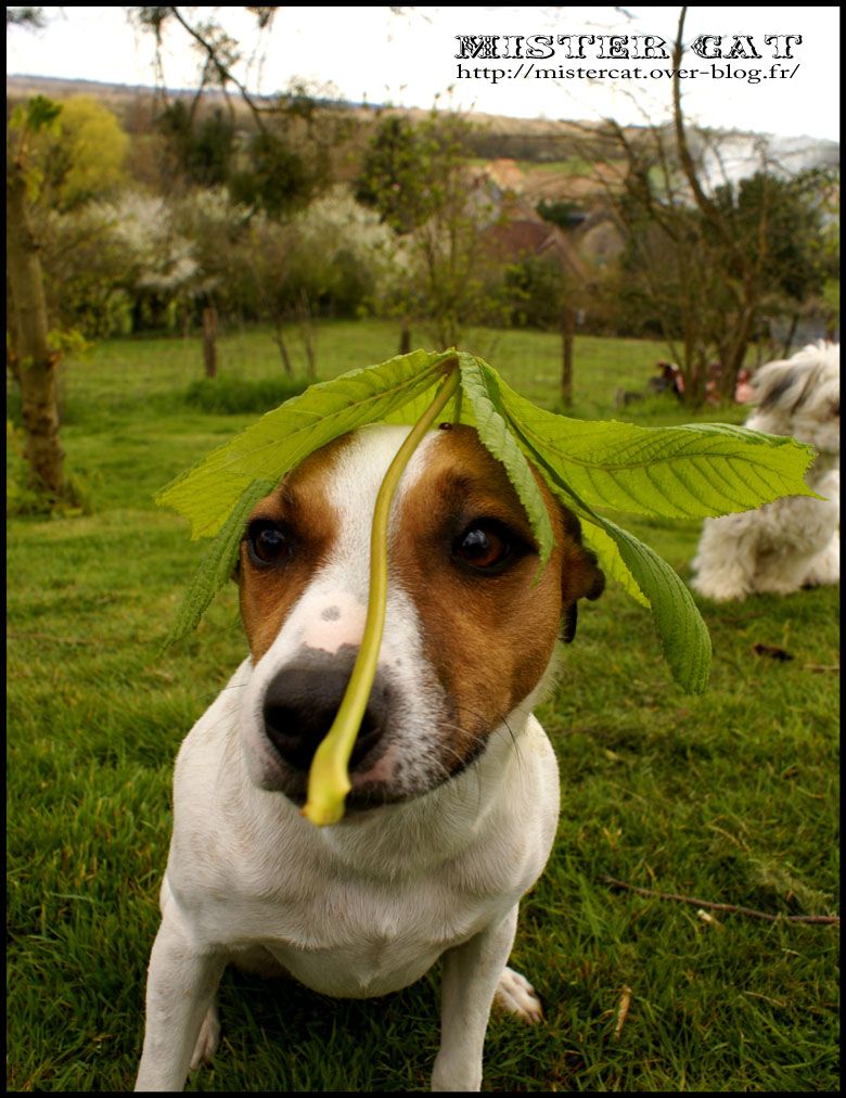 Ely photo de chien