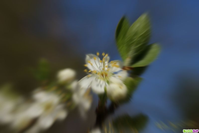 fleur-photofarfouille-vertige