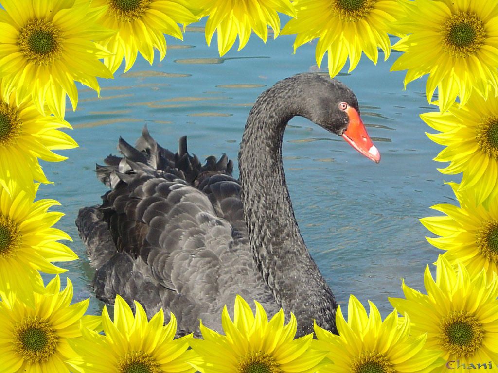 cygne-noir-eau-2.jpg