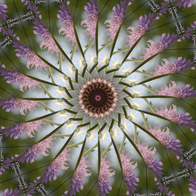 mandala-photofarfouille-kaleidoscope-nature
