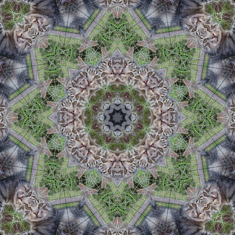 mandala-photofarfouille-kaleidoscope-nature