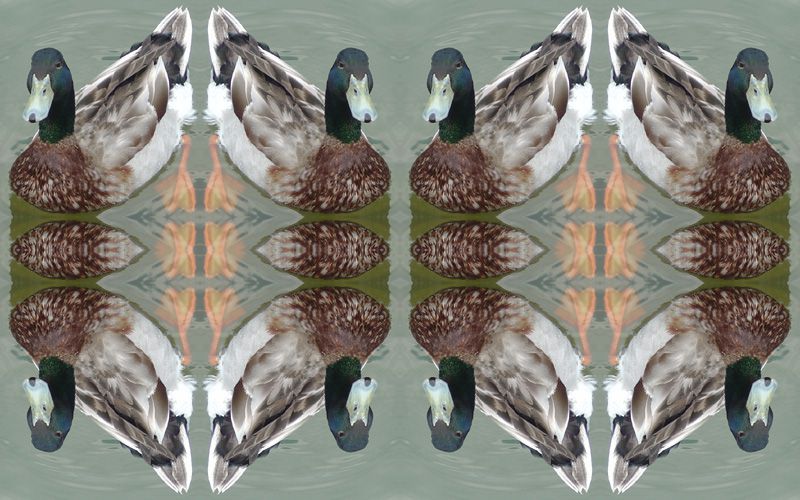 image-photofarfouille-mandala-animaux