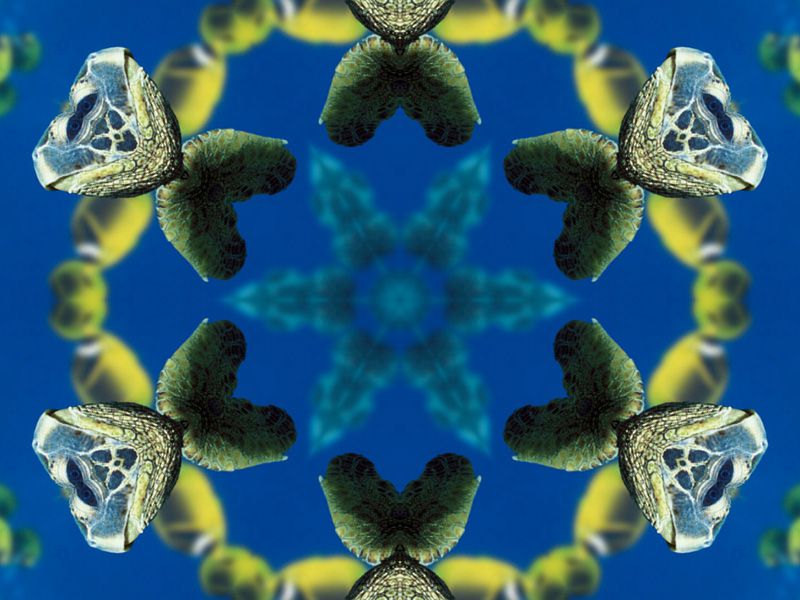 mandala-image-photofarfouille-couleur
