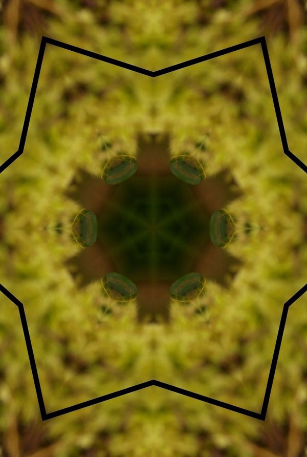 champignons-miroir-photofarfouille