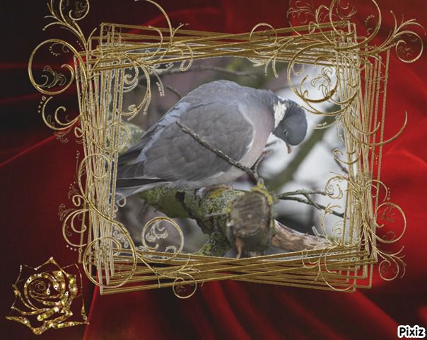 image-encadree-pixiz-marie-pigeon-poulain