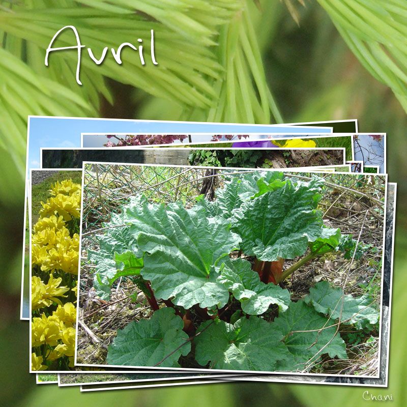 photo-image-avril-photofarfouille-nature-22