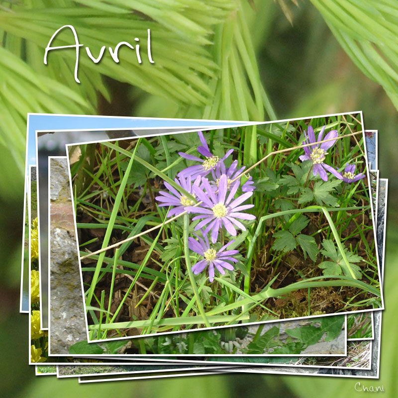 photo-image-avril-photofarfouille-nature-26