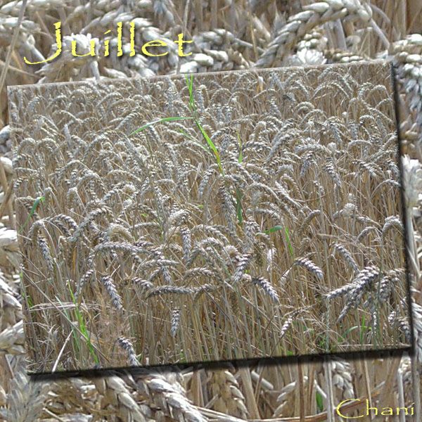 Instantané de Juillet photo montage
