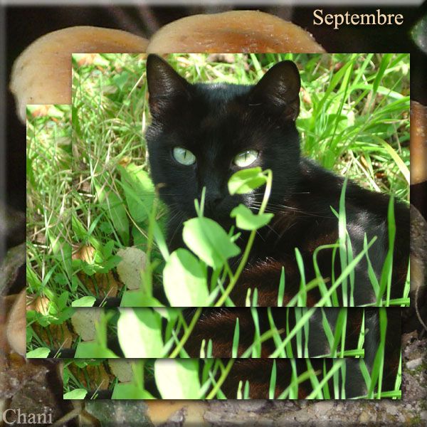 Au fil des Saisons photo