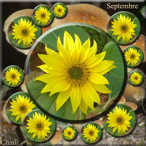 Au fil des Saisons photo