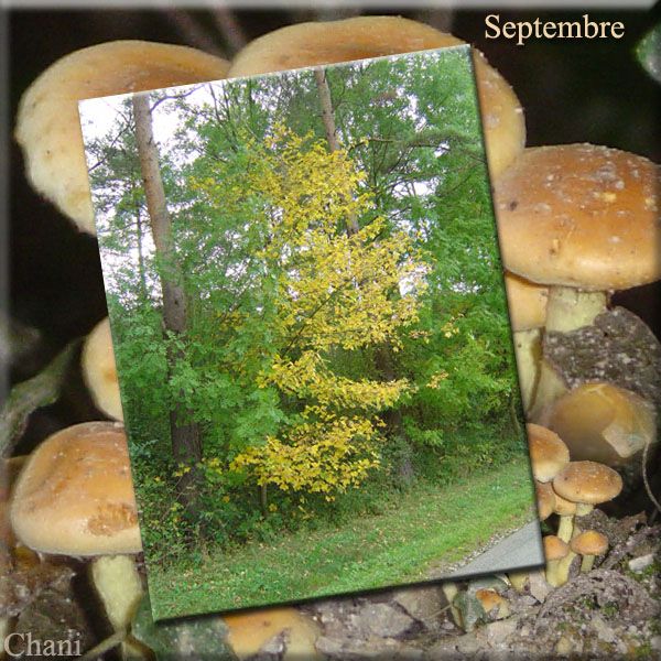 Au fil des Saisons photo