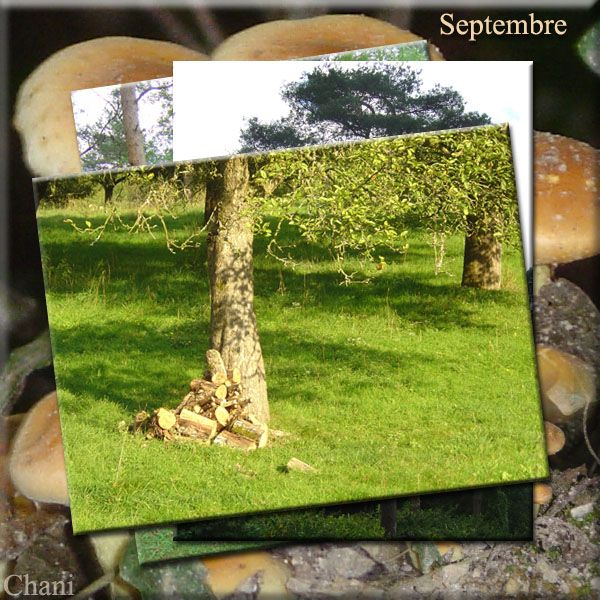 Au fil des Saisons photo