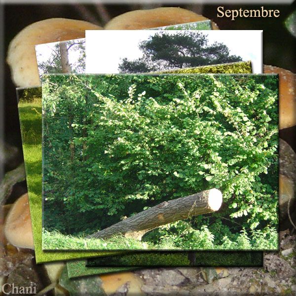 Au fil des Saisons photo
