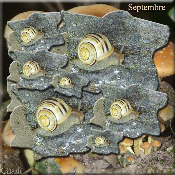 Au fil des Saisons photo