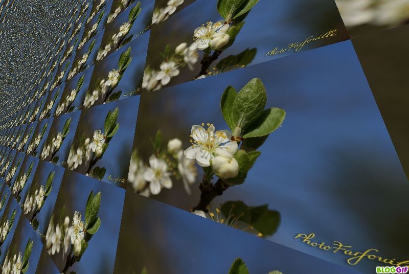 photofarfouille-mur-fleurs