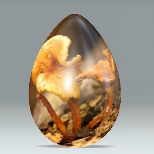 oeuf-champignon-photofarfouille