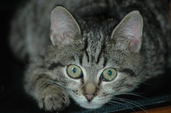 Tigrou photo : chat