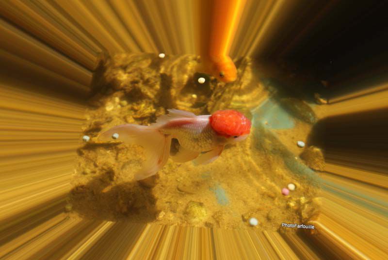 poisson-rouge-photofarfouille