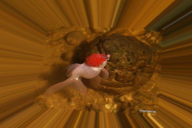 poisson-rouge-photofarfouille