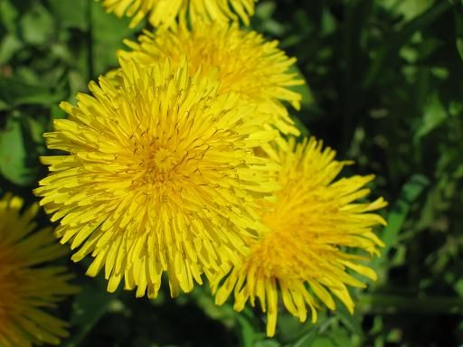 pissenlit_en_fleur.jpg