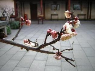 Une fleur s'épanouit