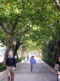 Allée bordée de platanes à l'entrée du Parc Fuxing