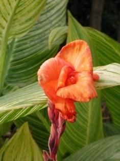 Flore