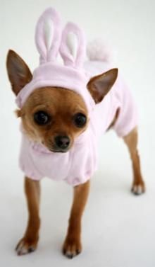 lapin.jpg