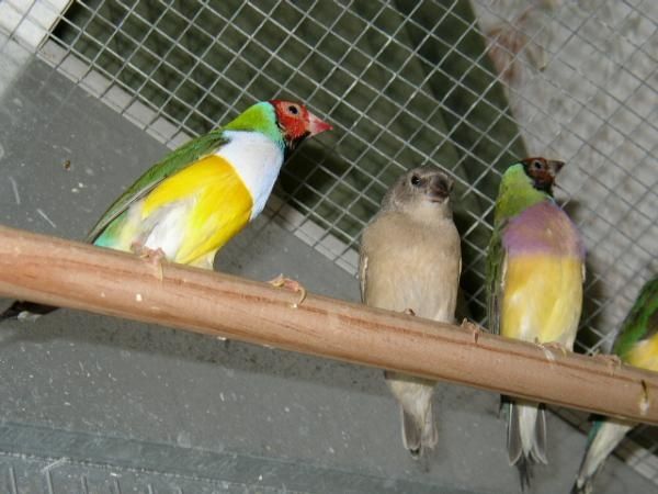 Le Diamant De Gould Chez Sissou