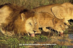 lions-boivent-male-1-1-zmm2-copie-2.jpg
