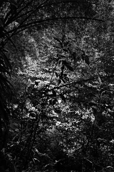 dominique jungle