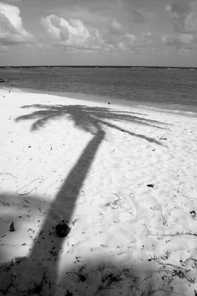 marie galante plage palmier