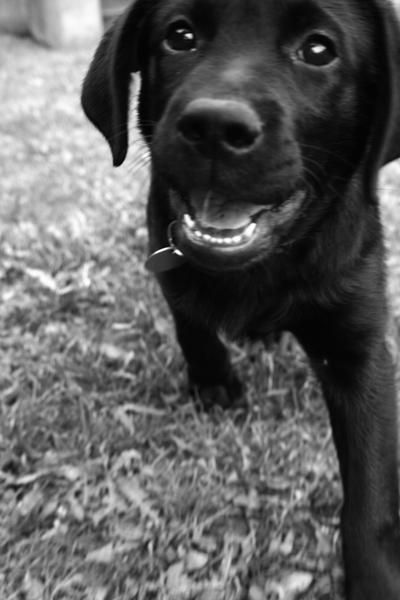 labrador-bebe.jpg