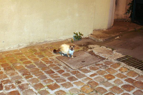 chat-laser-eyes.jpg