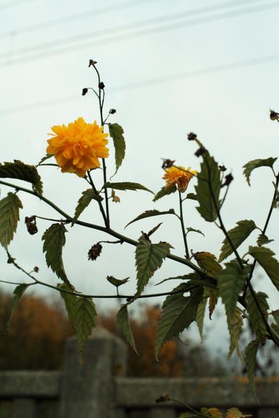 fleur-lomme-jaune.jpg