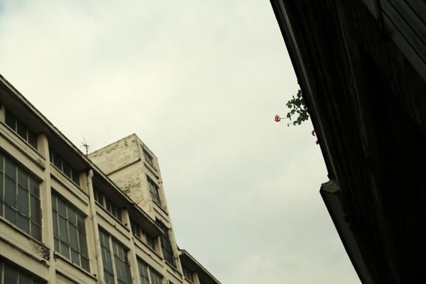 roubaix-usine-et-fleur.jpg