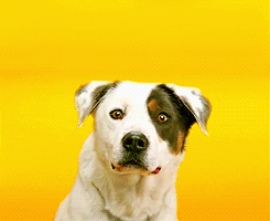 25mediatum_1814890_2990301.gif