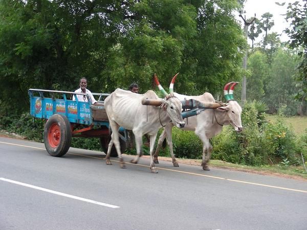 143-un-char----boeufs.jpg