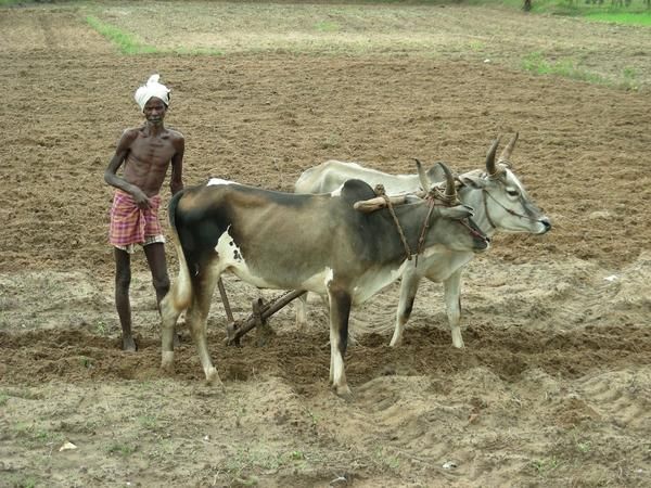 179-dur-travail-dans-les-rizi--res.jpg